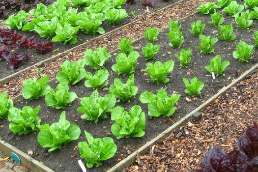 AΝΑΚΟΙΝΩΣΗ: Έναρξη μαθημάτων Αστικών Λαχανόκηπων στις 3 Μαρτίου από το Κέντρο Δια Βίου Μάθησης Καρπάθου