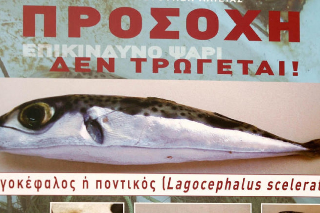 AΝΑΚΟΙΝΩΣΗ: Επικίνδυνο το τοξικό ψάρι Λαγοκέφαλος μας ενημερώνει το Λιμεναρχείο Καρπάθου