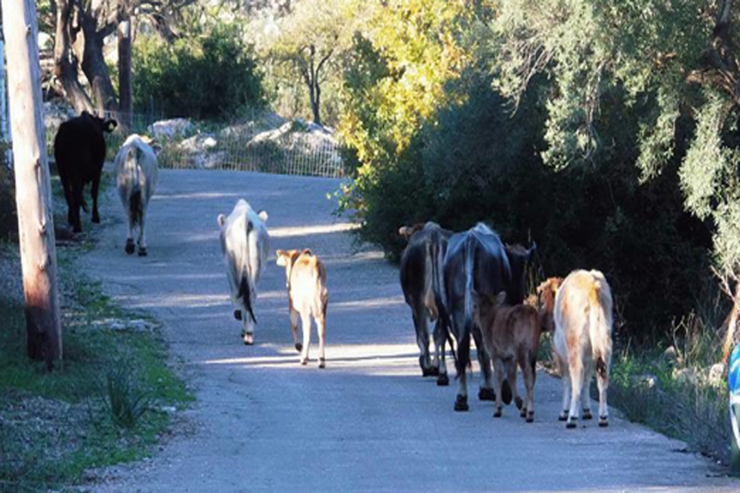 ΔΕΛΤΙΟ ΤΥΠΟΥ: Λαϊκή Συνέλευση για τα ανεπιτήρητα ζώα