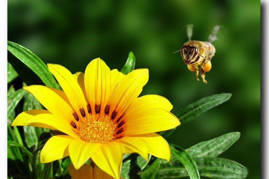 AΝΑΚΟΙΝΩΣΗ: Πρόσκληση στο 10ο Φεστιβάλ Ελληνικού Μελιού και Προϊόντων Μέλισσας στο Στάδιο Ειρήνης και Φιλίας – Πειραιάς – 7, 8 & 9 Δεκεμβρίου 2018