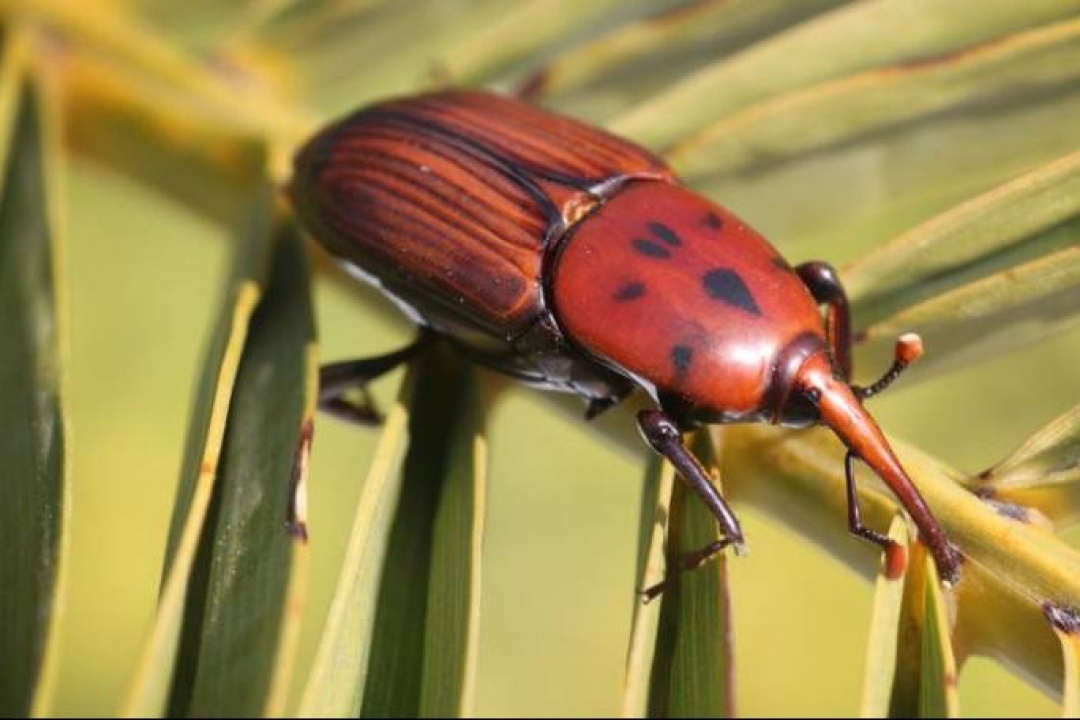 AΝΑΚΟΙΝΩΣΗ: Ενημέρωση για το σκαθάρι του φοίνικα