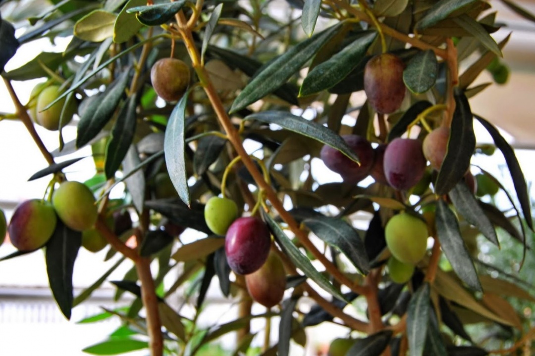 AΝΑΚΟΙΝΩΣΗ: Τμήματος Τοπικής Ανάπτυξης του Δήμου Καρπάθου