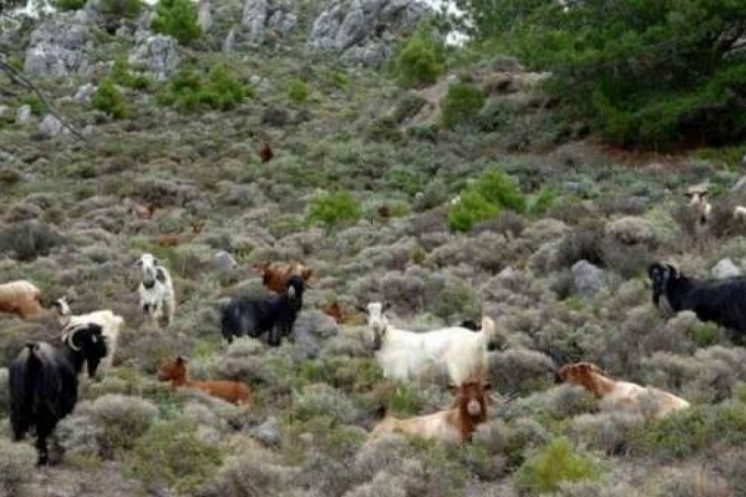 ΑΝΑΚΟΙΝΩΣΗ: Σύλληψη ανεπιτήρητων ζώων