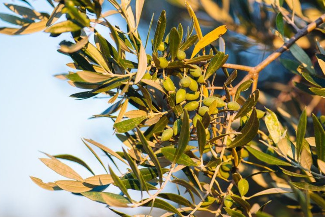ΑΝΑΚΟΙΝΩΣΗ: Πρόγραμμα ψεκασμών δακοκτονίας στην Κάρπαθο και στην Κάσο