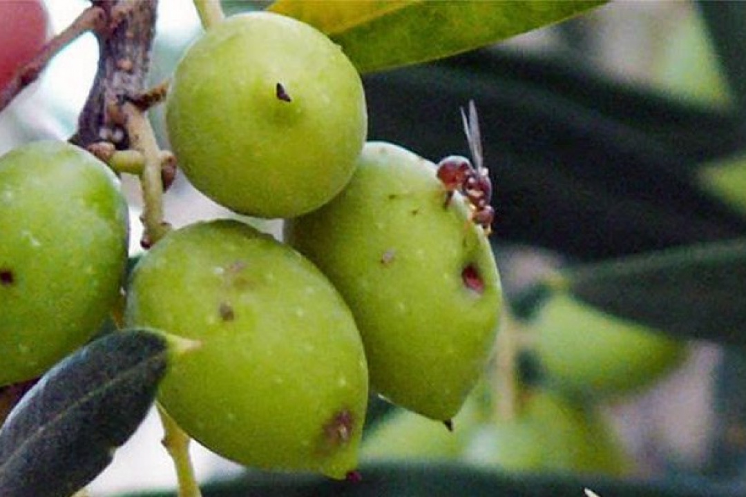 ΑΝΑΚΟΙΝΩΣΗ: Διευκρινίσεις για την καταπολέμηση του δάκου της ελιάς