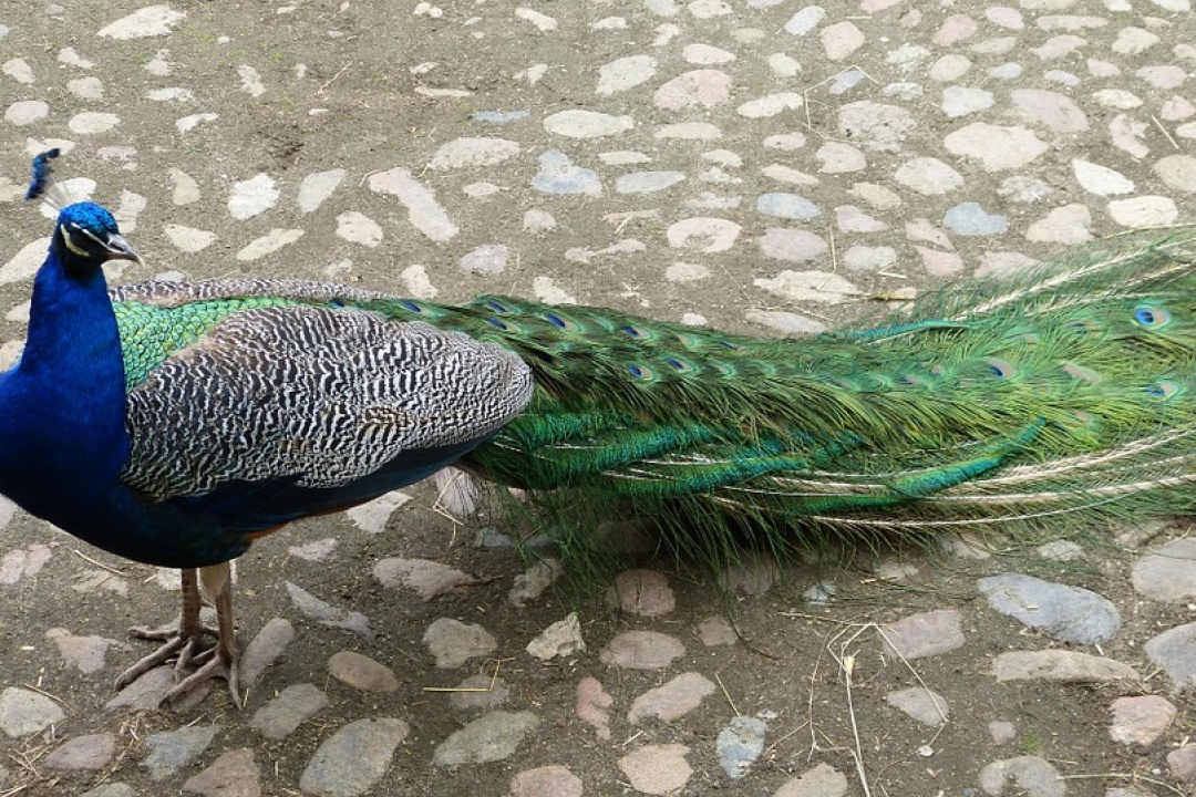 ΔΕΛΤΙΟ ΤΥΠΟΥ: Ηθικά απαράδεκτη η θανάτωση των παγωνιών στην Τ.Κ. Μεσοχωρίου