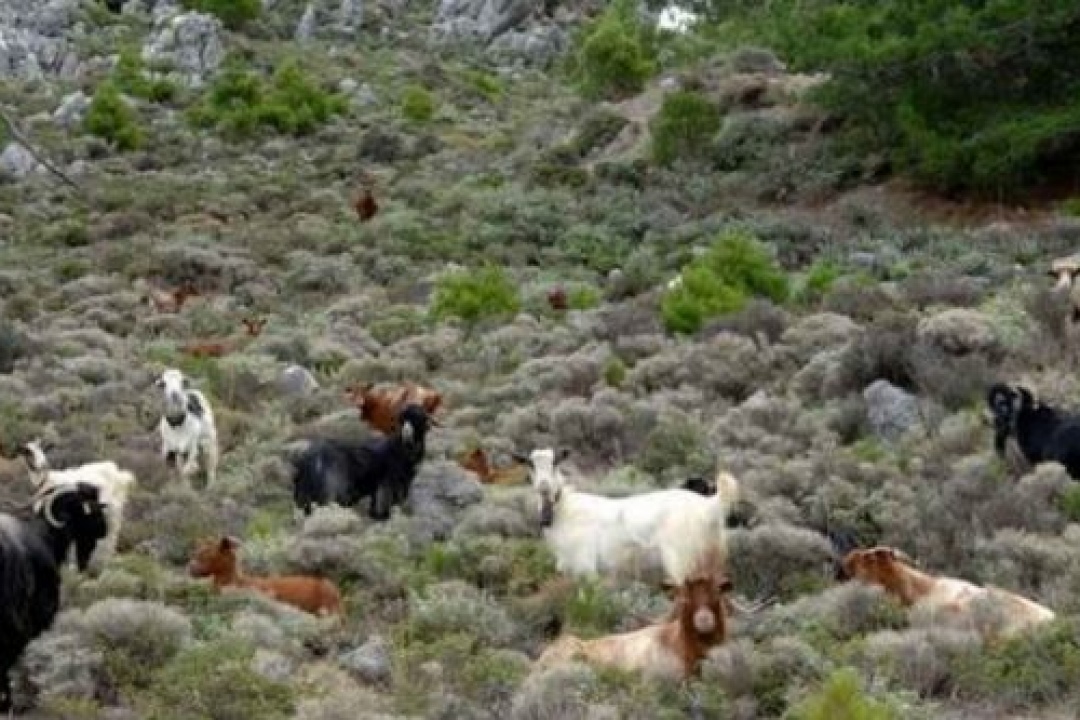 ΔΕΛΤΙΟ ΤΥΠΟΥ: Πρόσκληση για την περισυλλογή των ανεπιτήρητων παραγωγικών ζώων