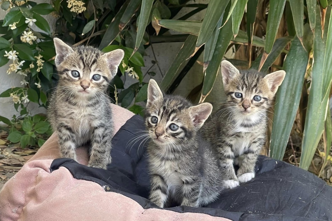 Διανομή τροφών για τα αδέσποτα ζώα